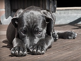 フィラリア薬、投与前に血液検査