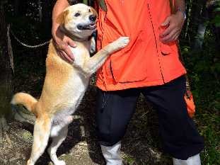 映画「東の狼」、猟犬シロも出演　ニホンオオカミを求めて森へ