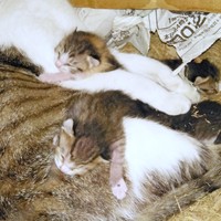 おうちに来る前、生まれたばかりの貴重ショット（画像提供：しまみけさん）