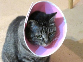 ビビり猫が落ち着くエリザベスカラー　馬のアレの効果に似てる？