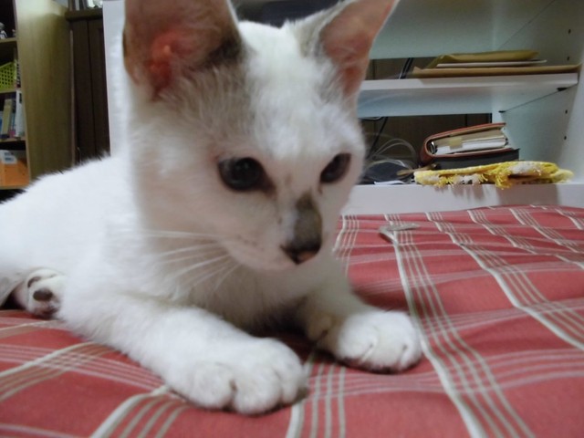 おうちにやって来たころの先代猫・ももちゃん（画像提供：らいらいももさん）