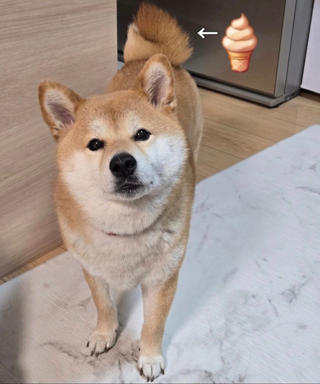 尻尾がまるでソフトクリームのように巻いている雛菊ちゃん（提供：雛菊さん）