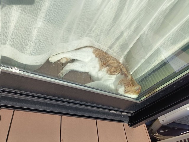 窓越しに日向ぼっこを楽しむチョロすけくん（画像提供：まめたろさん）