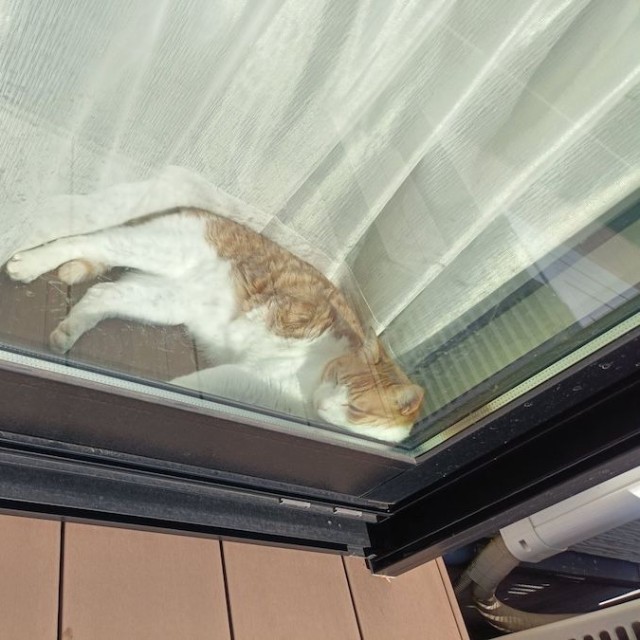 窓越しに日向ぼっこを楽しむチョロすけくん（画像提供：まめたろさん）