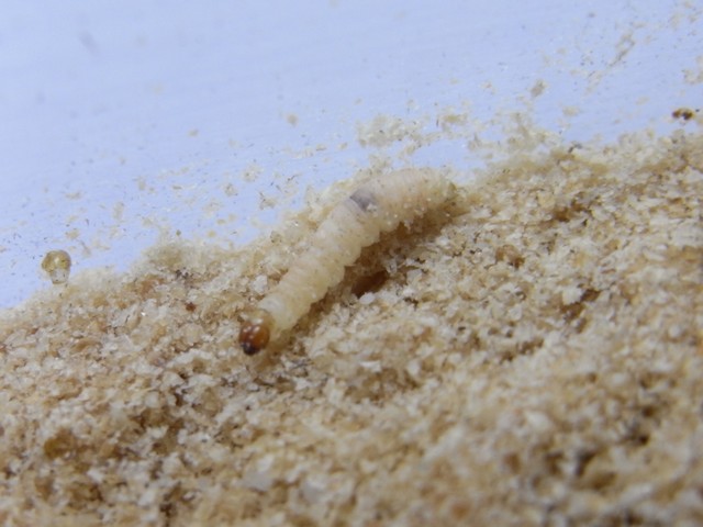 ノシメマダラメイガの幼虫。米の中に小さな団子のような塊ができていたら、幼虫がいる可能性大（画像提供：アース製薬）