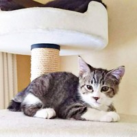 大怪我を乗り越えたまめたろくん。3本の足でキャットタワーにも登れるように（画像提供：まめたろさん）