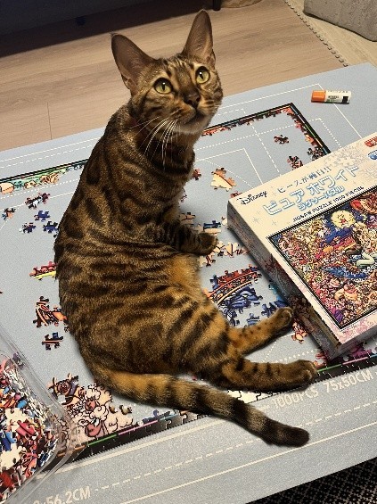 おうちではパズル中の妨害が得意