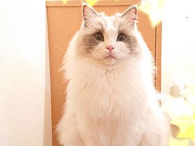 朝起こしに行くよ　ふわふわのラグドール「フラッフィー」