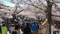 【資料】がいせん桜（岡山・新庄村）