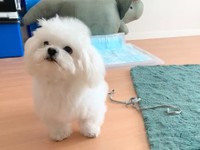 スワッタスワッタスワッタ（動画よりキャプチャ／提供：かわいいぬさん）