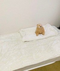 普段の使い方＝ポメプーふわちゃんさん（@Fuwancho319）提供