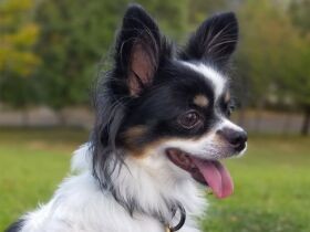 手土産があると歓迎し、好物のオヤツはお仏壇にお供えする　ミックス犬「金時」　