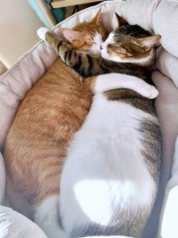 猫ベッドで抱き合って眠る（左から）タルトくん、ショコラくん（画像提供：ショコタルさん）