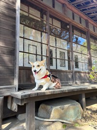 縁側でまったりするミラクくん（提供：みらくさん）