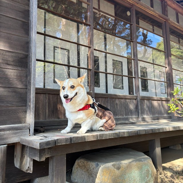 縁側でまったりするミラクくん（提供：みらくさん）