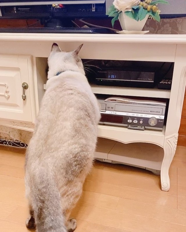 いろんなところに入ってみたいにゃ