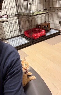 知らない間に今村さんの背後にいたチャーリーくん。「見つかったにゃ〜」（画像提供：今村かなえさん）