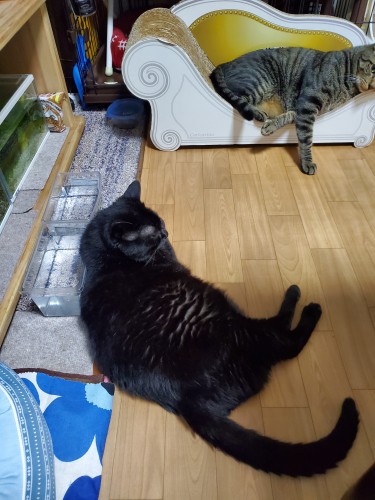 爪研ぎ椅子でくつろぐはっぴーと、水槽によりかかってくつろぐイヌオ（ひんやりするのかな？）