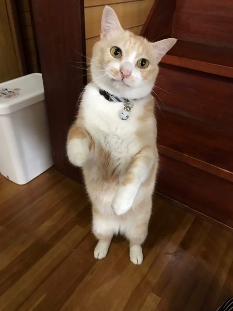 活発で遊ぶのが大好き。立っちも得意！