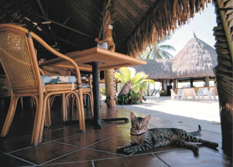 ８月：タヒチ（ランギロア島）／サンゴ礁でできた島のリゾートホテルで暮らしている。にぎやかなグループは苦手だが、ひとり客を見つけるや、「寂しそうだな」と、話し相手になってくれるやさしい猫