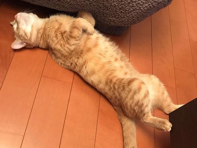 おてんば小夏ちゃん、でもへそ天はお行儀がいい感じ（まりさん提供）