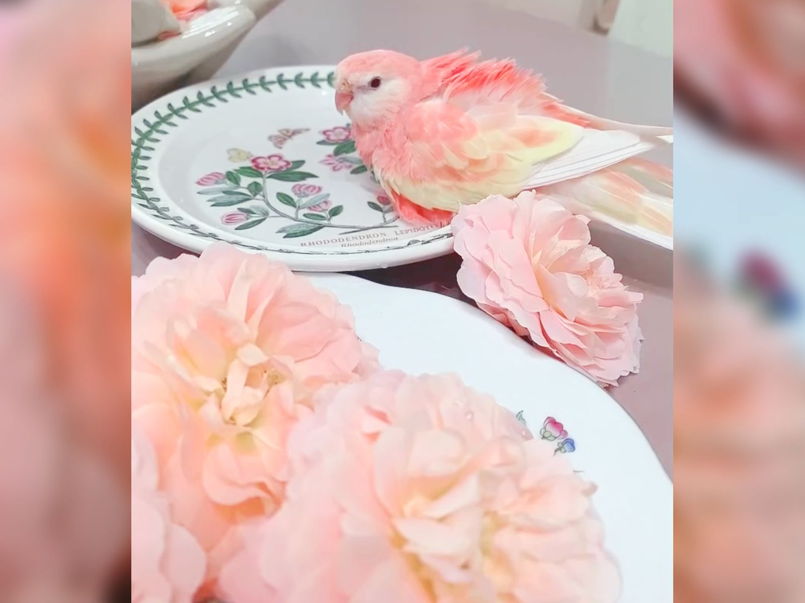 え、本物の鳥…？」バラの中で水浴びする“ピンクのインコ”が3.7万いいね
