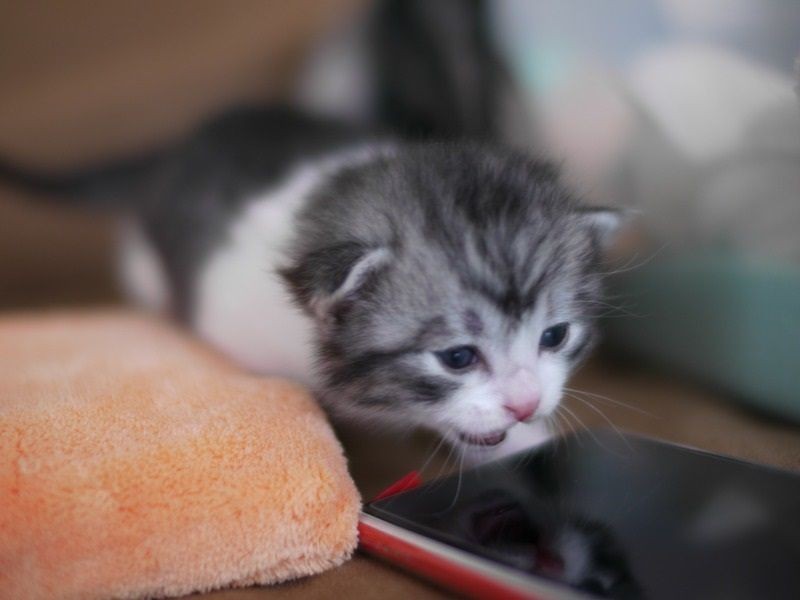 家にきた時、本当に小さくて（近藤さん提供）