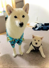 先住犬である「ふく」くんと並んで写る、パピー時代のあみちゃん（画像提供：ふく あみ ニャーさん