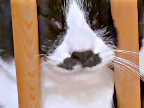 とじこめられたッ」！？椅子の向こうで目を閉じる猫 全貌判明の瞬間に