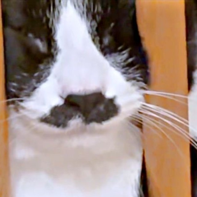 挟まれてフリーズ状態になったひげちゃん（画像提供：こけむすさん）