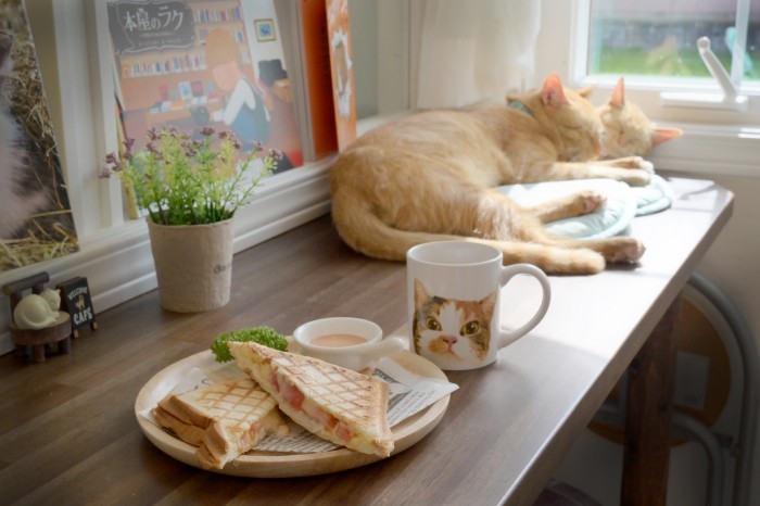 ホットサンドを猫マグのドリンクで