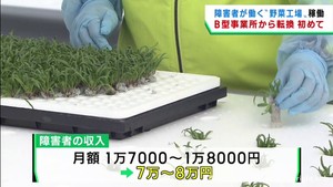 障害者の収入アップに期待　宮城県に障害者が働く野菜工場オープン　