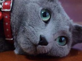 「テーブル猫」、暑いとぺったり　ロシアンブルーのリク