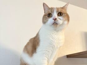 ひとりで猛ダッシュしてきたにゃ！　スコティッシュフォールド「コロン」