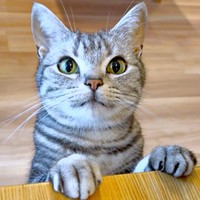 きゅるんとした瞳が愛らしいあんこくん（画像提供：あんこともなか 充電ねこさん）