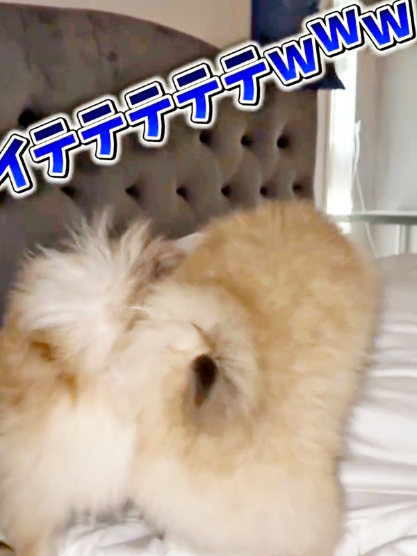 別の日も、テディくんとベアくんは出動！ 寝てるパパをホリホリ（画像提供：ベアさん家さん）