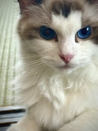 目は透き通るような青色のぺっつちゃん（宮尾さん提供）