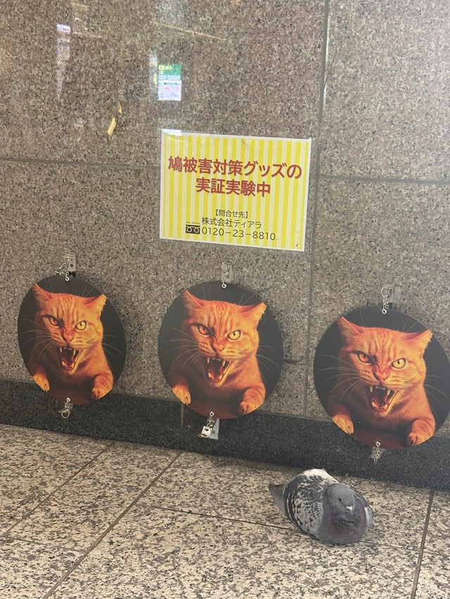 この実験、果たして効果のほどは…