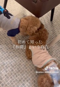「初めて知った『仲間』という存在」／カノンアニマルレスキューさん（@canon.animal.rescue）提供