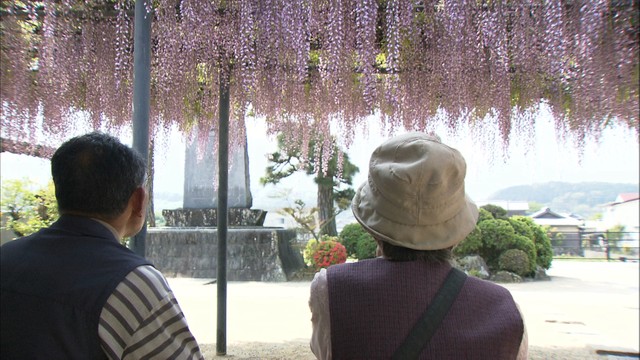 「藤寺」でフジの花が満開に　約50年愛されるフジ棚　香川・三豊市