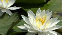 国の名勝「衆楽園」でスイレンが見頃　池に純白の大輪の花咲く　岡山・津山市