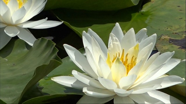 国の名勝「衆楽園」でスイレンが見頃　池に純白の大輪の花咲く　岡山・津山市