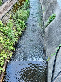 子猫がいた川。雨で増水して水かさが増していたという（「猫野四季＊」さん提供、Xよりキャプチャ撮影）
