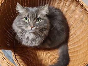 にゃにゃにゃんと、天井が開いた！？　ブルーの毛並みが美しいマンチカン「アース」