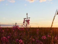 本音は伏せて、苦笑いの名字孝行。男を立てて生きた時代遅れの祖母へ