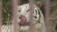 池田動物園に新しいアイドル　ホワイトタイガーの「サン」お披露目　岡山市