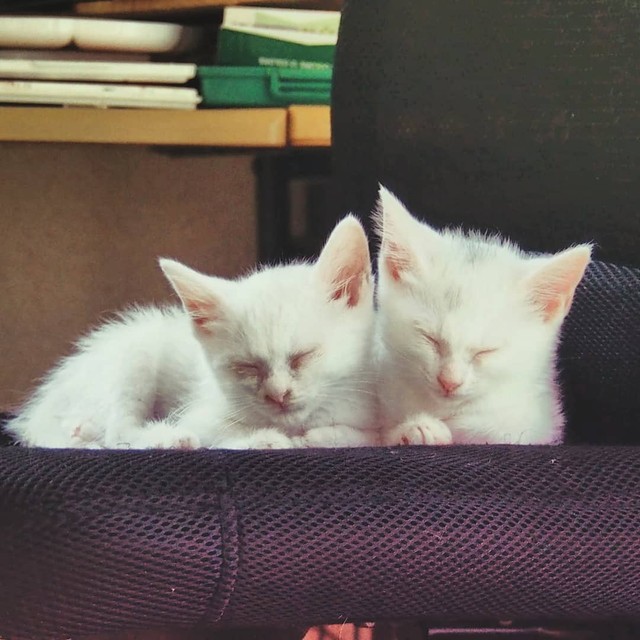 寄り添って眠る姉妹に癒される。左が音ちゃん、右が色ちゃん