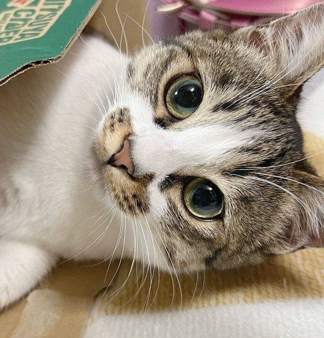 ひょっこおり箱から顔をのぞかせるコちゃん（画像提供：つくきな ココテテさん）