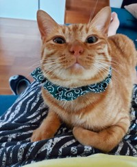 朝、膝の上で甘えるシンバくん