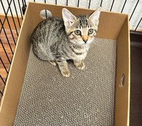 キジトラ猫のさとちゃん。姉妹のリンちゃんとともに里親さん募集中（れんげさん提供）